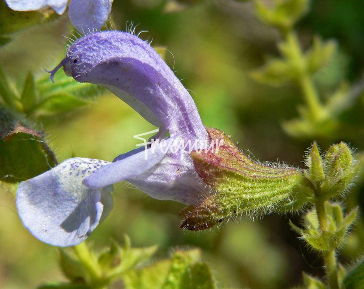 3 Wonderfully Weird African Plants and How to Use Them